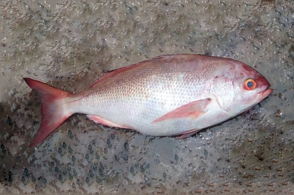 Red Emperor / Red Eari / Red Sheri