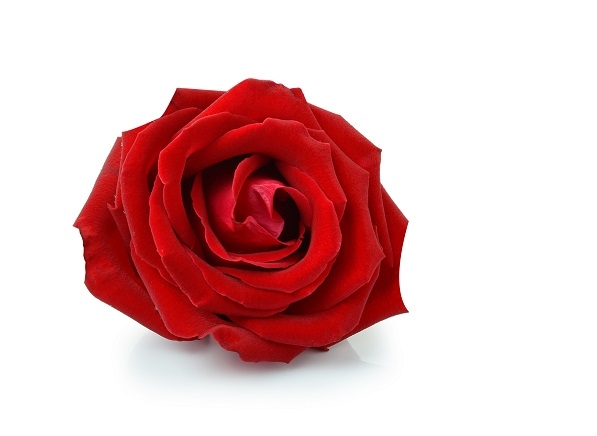 Rose Flowers (Small)-Red  (Pack of 200g)