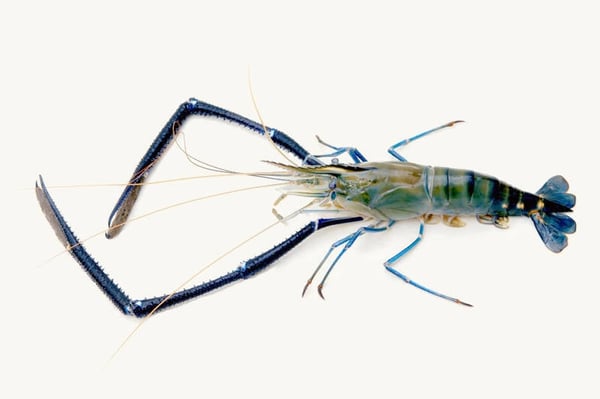 Scampi / Attukonchu / Jinga / Golda Chingdi