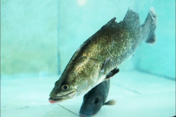 **Pre Order** Live Barramundi / Seabass (1kg to 1.5kg Size)