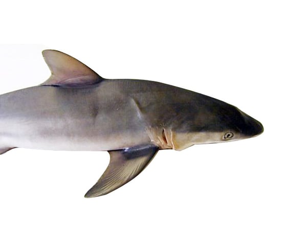 Shark / मोरी (Small)