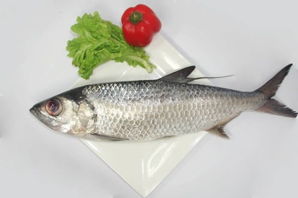 Silver Mullet / Maalan / Kadal Kanni