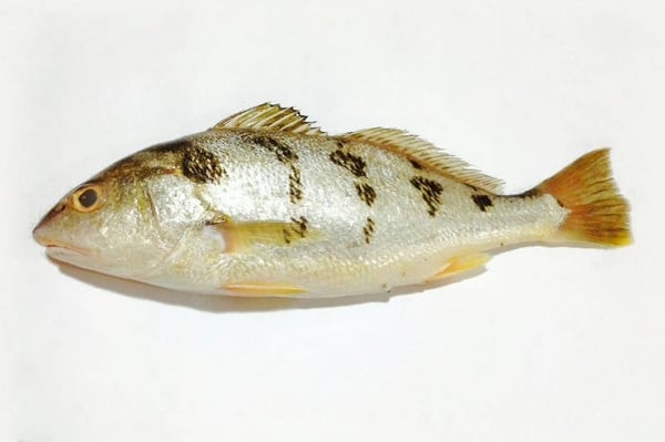Spotted Croaker / Kora / Kallanki