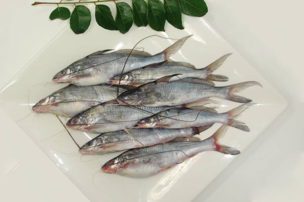 Kolkata White River Tengra/ / Tyangra / Koori (River)