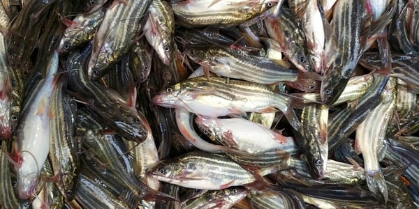 Holud Tengra/ / Tyangra / Koori (Desi)