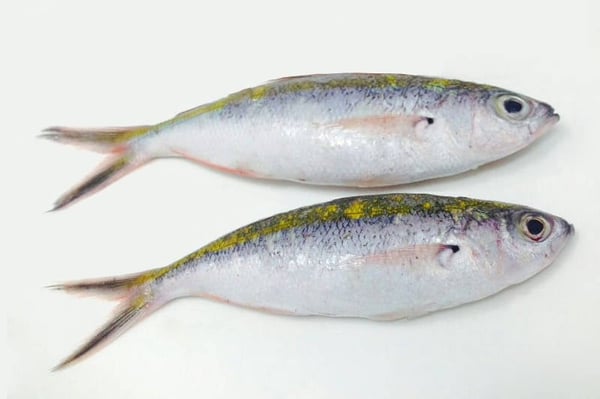 Thoothukudi Sardine / عومة / Mathi