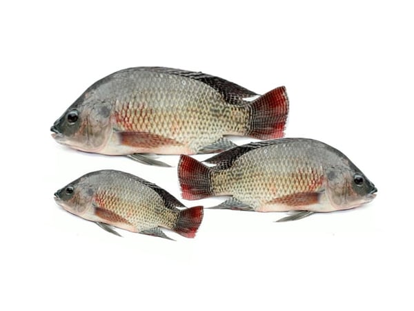 Tilapia / Jalebi Fish