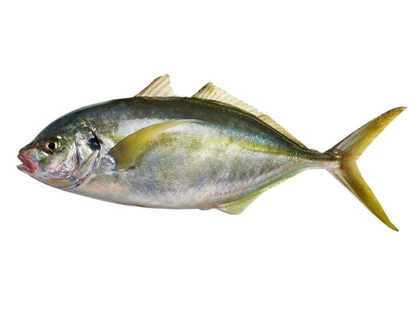 Trevally / Vatta (Medium)
