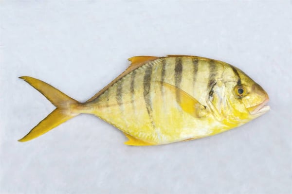 Golden Trevally / سمك زريدي