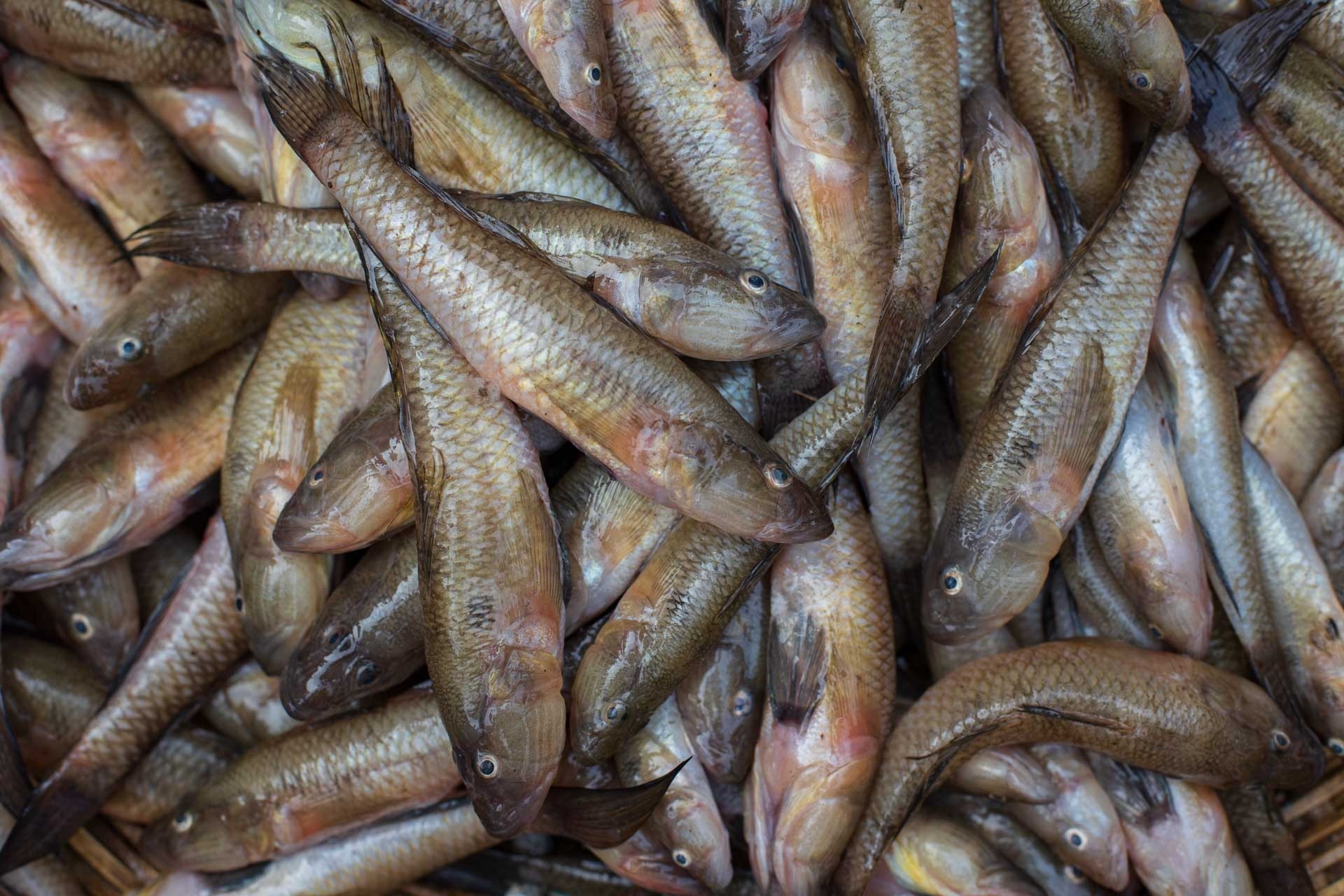 Wazwan Buy Online Authentic Seekh Kebab by Saffron Waza