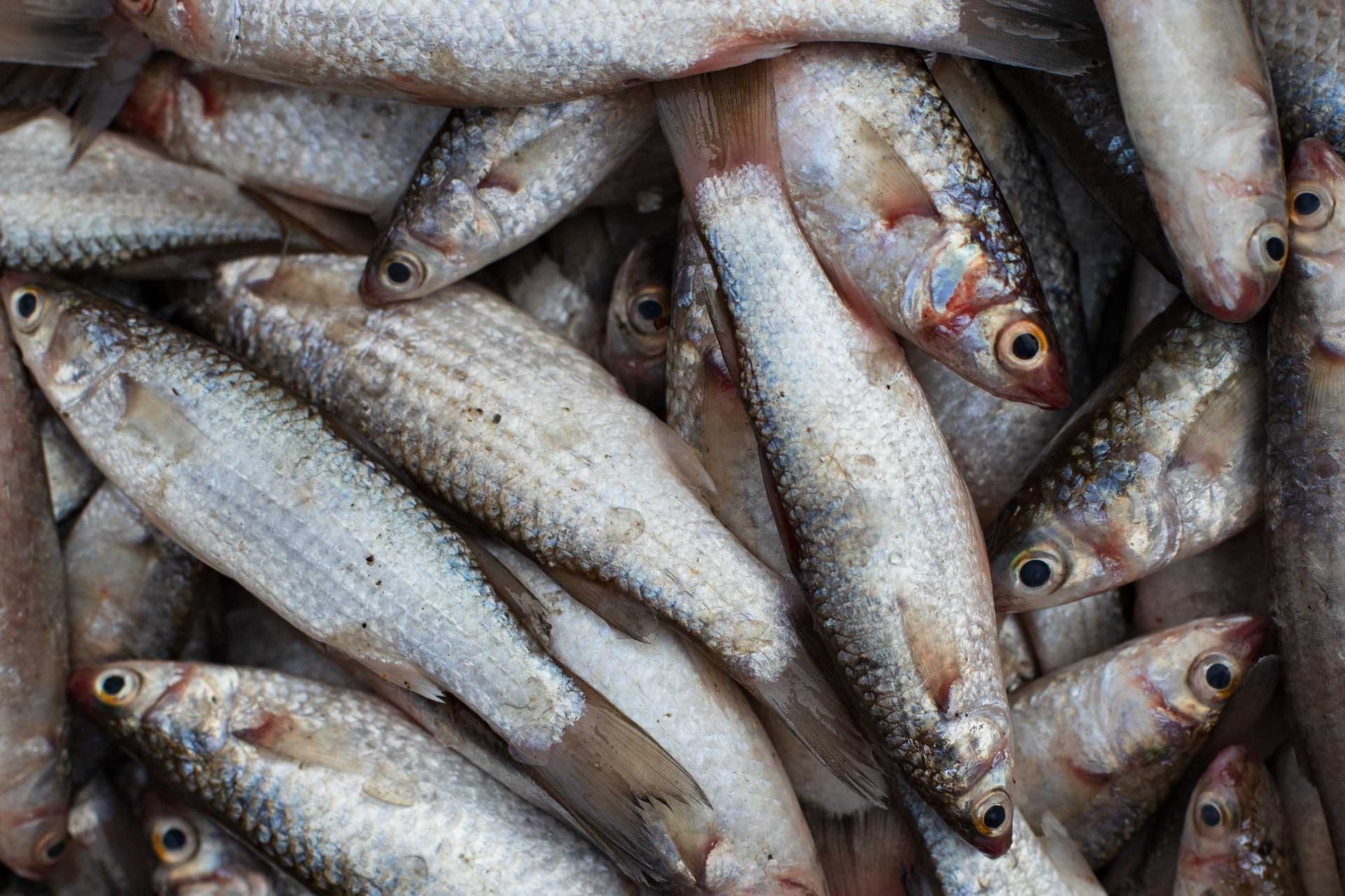 Kolkata Parshe Fish / পারশে / Shorda / Boi / Kanambu / Gold Spot Mullet