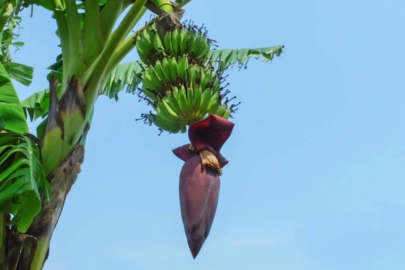 Banana Flower : Buy online | freshtohome.com