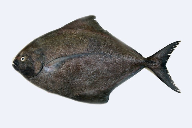 confirmation enter code Avoli Black Buy / 700g) online : Pomfret (300g to Karutha confirmation enter code Avoli Black Buy / 700g) online : Pomfret (300g to Karutha