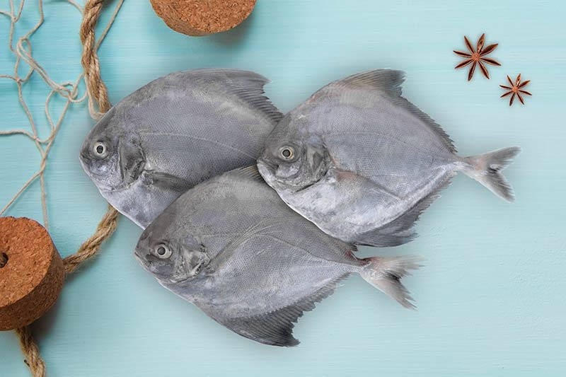 Black Pomfret / Karutha Avoli / Halwa Fish / ಮಾಂಜಿ (100g to 300g