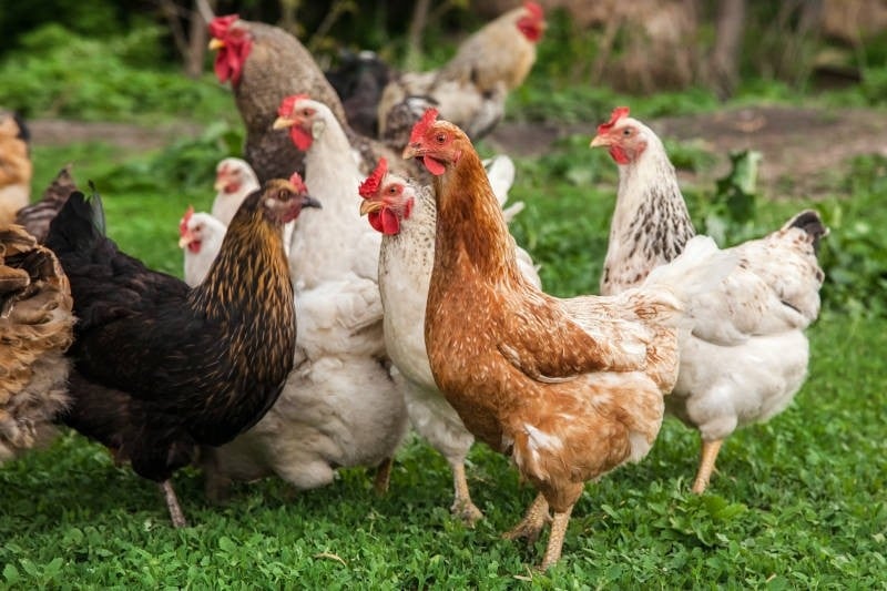 Country Chicken Desi Chicken Natti Koli Free Range With Skin Pack Buy Online Freshtohome Com