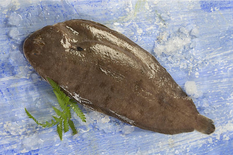 Freshwater Sole Fish / Elachil Buy online