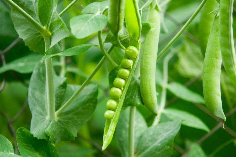 code confirmation javascript freshtohome.com online : Buy Green Peas