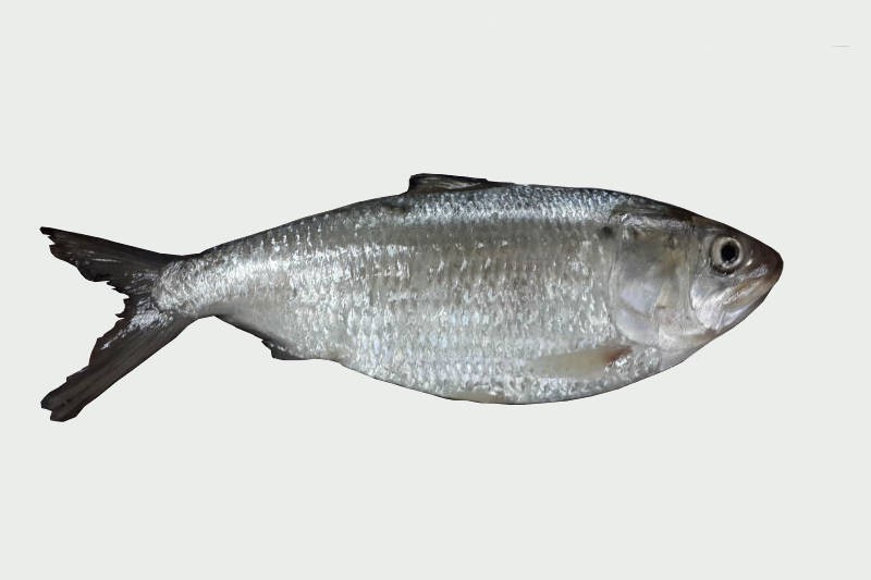Toll / Toli Shad (Small) Whole Cleaned, Gutted Buy online