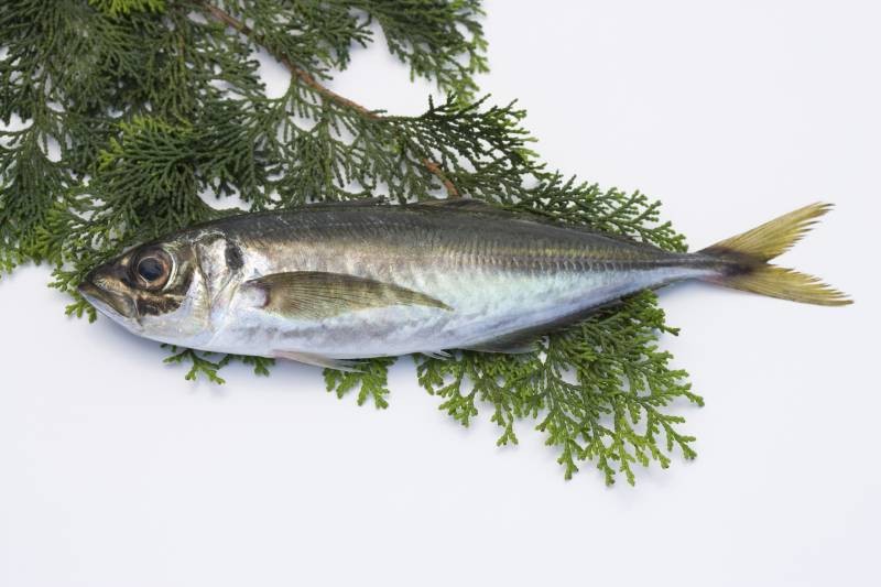 Horse Mackerel / Ayala Para / Vankada Buy online