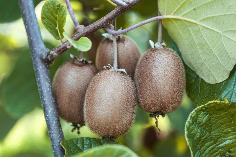 hindi kiwi
