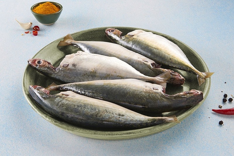 Mackerel / Ayala / Bangda / Aylai (10 to 14 Count/kg) Whole Cleaned