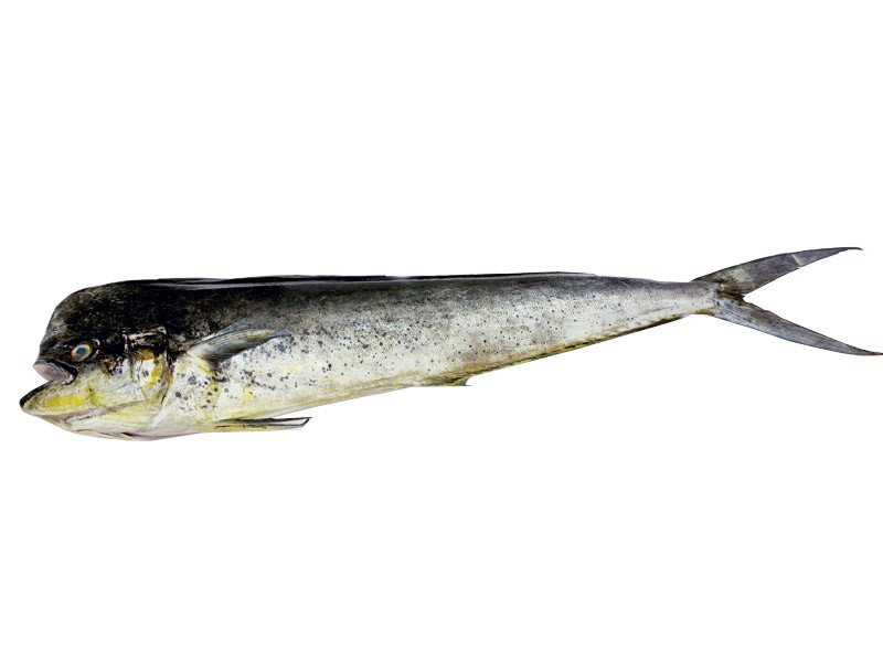 Mahi Mahi Buy online