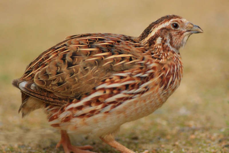 japanese quail