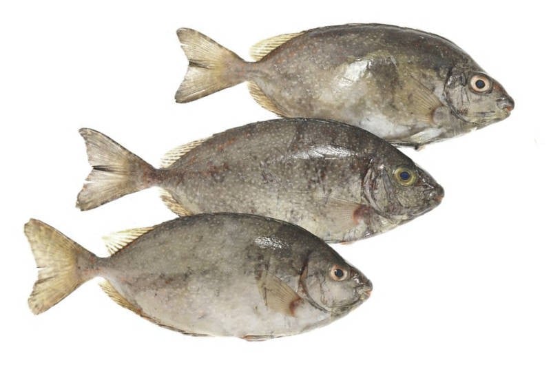 Rabbit Fish / Otti / Ora Whole (As is without cleaning and cutting