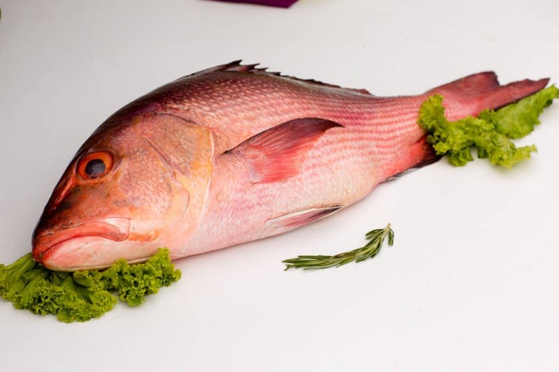 red snapper