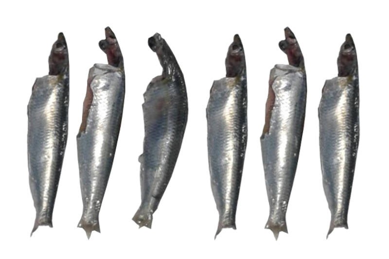 Premium Mumbai Sardine / Mathi / Tarli Cleaned with partial head