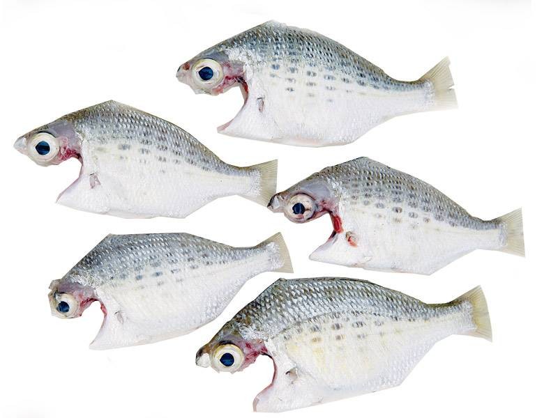 False Silver Biddy / Keshakkan Pranjil Whole Cleaned Buy online