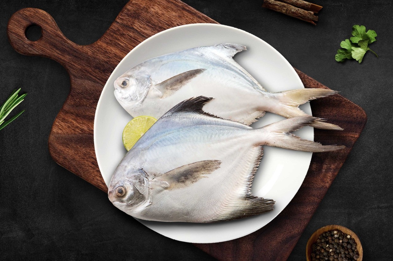 Silver Pomfret/ Avoli Large Buy online