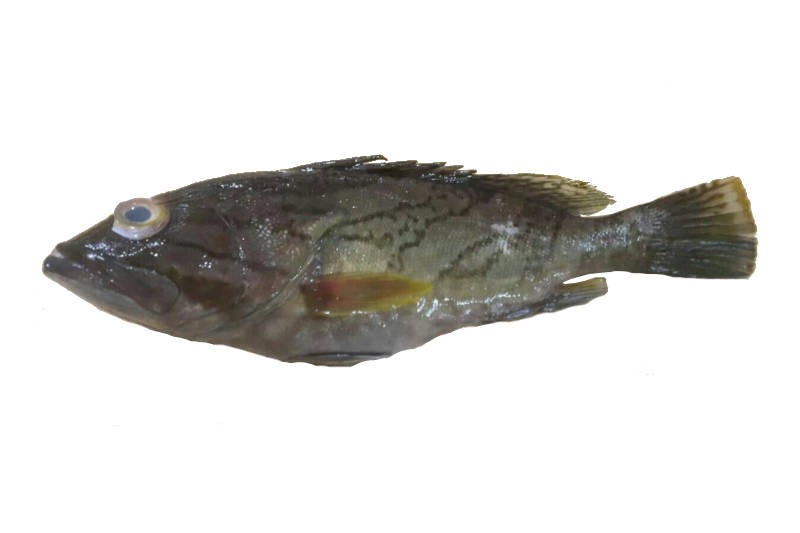 Striped Grouper / Reef Cod / Kalava Buy online