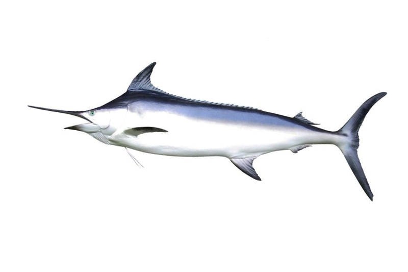 Sword Fish Buy Online Freshtohome Com Fish tuna tunafish canned tuna canned food canne fish factory canned tuna in oil/ in water 185g. sword fish