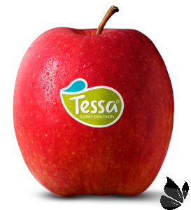 Apple Tessa (IT) Pack of 4 : Buy online | freshtohome.com