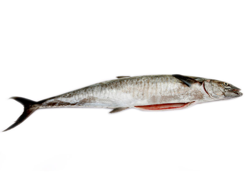 Spanish Seer Fish (Large) - Gutted : Buy online | freshtohome.com