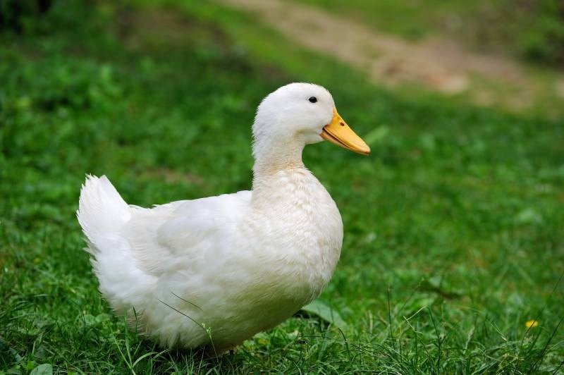 confirmation code javascript With White Pecking (Vietnam Vigova Duck, Skin Variety Duck