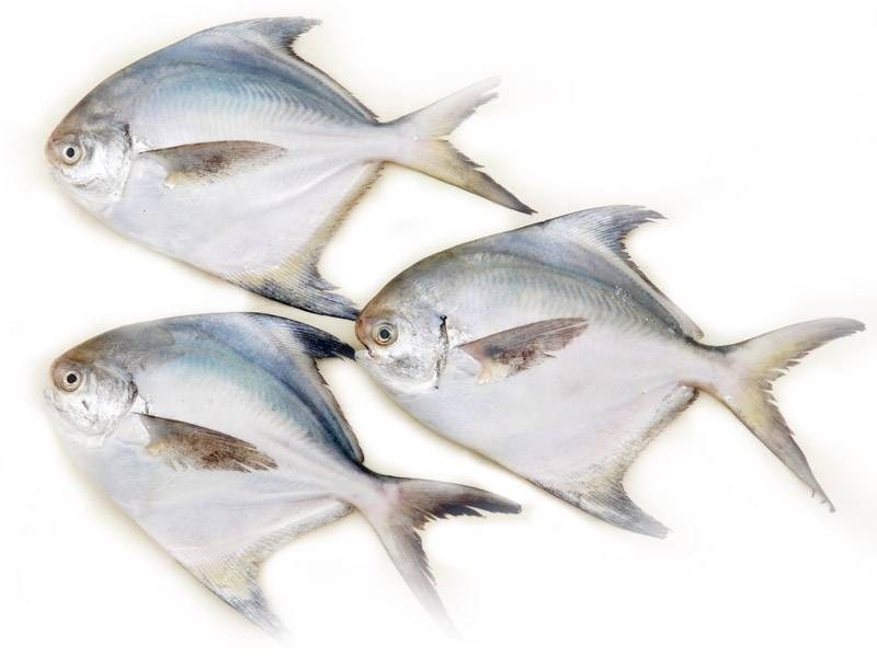 Silver Pomfret / Avoli (Extra Large) Buy online