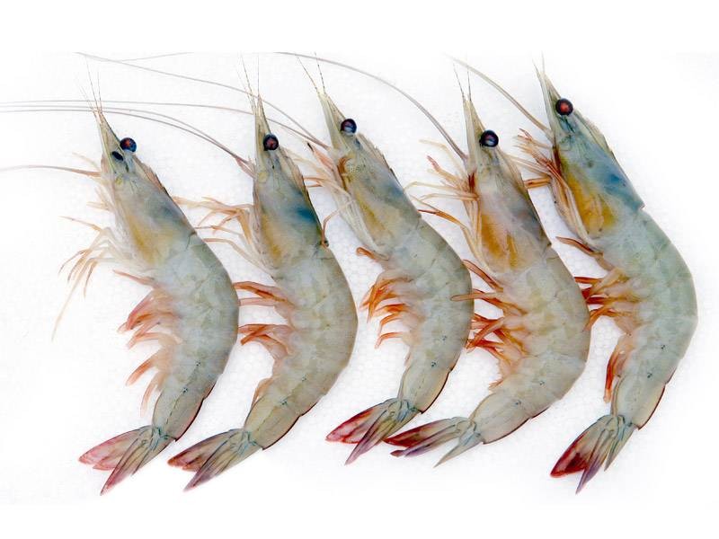t code mobile confirmation Fresh (250 Chingdi count/kg) Prawns : online / Buy Kucho t code mobile confirmation Fresh (250 Chingdi count/kg) Prawns : online / Buy Kucho