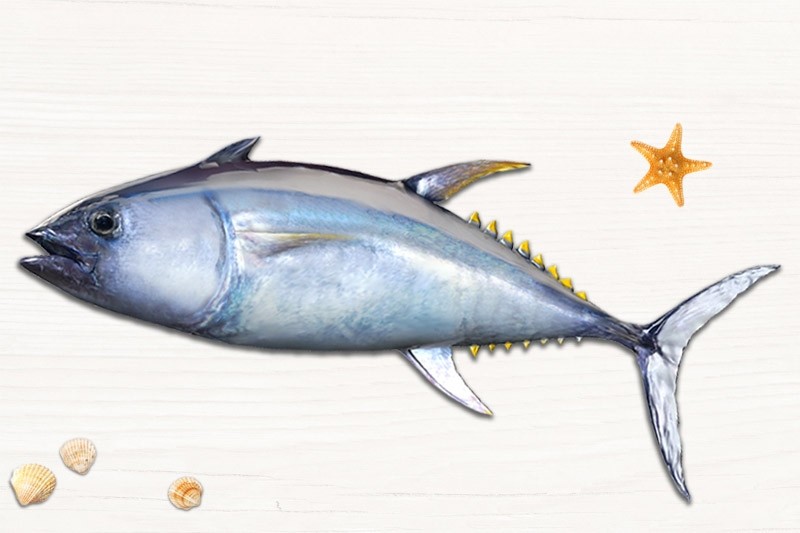 Yellow Fin Tuna Kera Buy Online Freshtohome Com