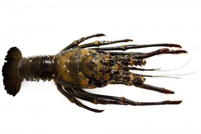 ***Exotic*** Wild Spiny Black Lobster - 1 Piece (Size 1.4-1.5Kg)