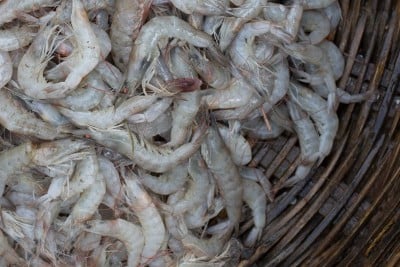 Desi Tiny White Prawns / Small Prawn/ Lau Chingri (Shell can be eaten directly without peeling) - Whole (Uncleaned) (300g Pack)