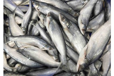 **Rare**  Bacha/ বাচা/ Eutropiichthys vacha	 - Whole Cleaned, Gutted