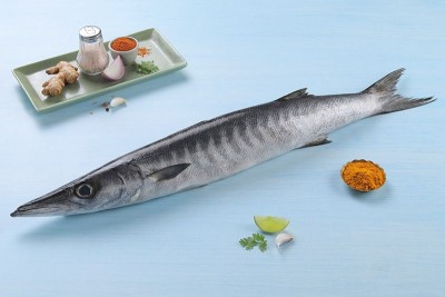 Barracuda / Cheelavu / Thinda (Large)