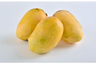 Mango - palmer (BR)