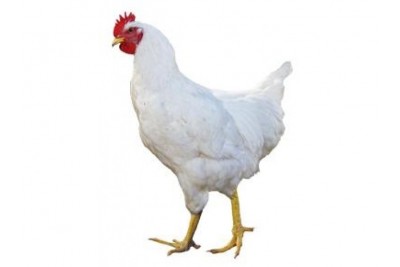 Classic Tender & Antibiotic-residue-free Chicken (size 1kg)