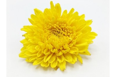 Chrysanthemum Flowers-Yellow (Pack of 200g)