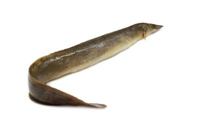 Freshwater Eel / Aral / Aran