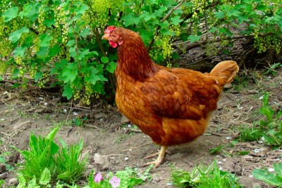Giriraja Chicken (Soft & Tender Meat)