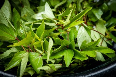 Leafy Gongura